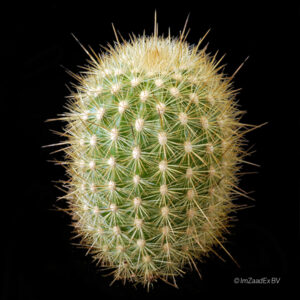 Haageocereus aureispinus