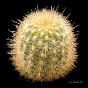 Haageocereus cantaensis