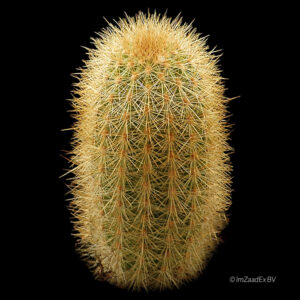 Haageocereus chosicensis