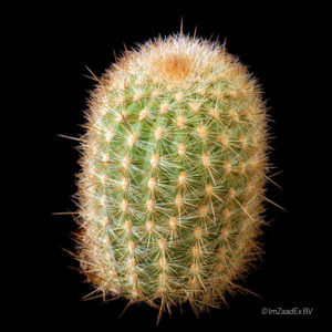 Haageocereus chrysacanthus