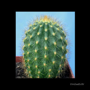 Haageocereus icosagonoides