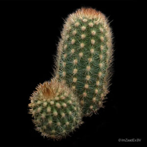 Haageocereus olowinskianus