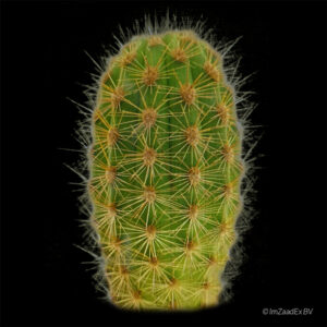 Haageocereus pseudoacranthus