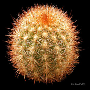 Haageocereus pseudomelanostele