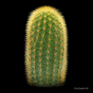 Haageocereus versicolor