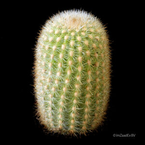 Haageocereus zonatus