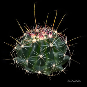 Hamatocactus hamatacanthus