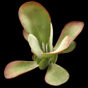 Kalanchoe thyrsifolia