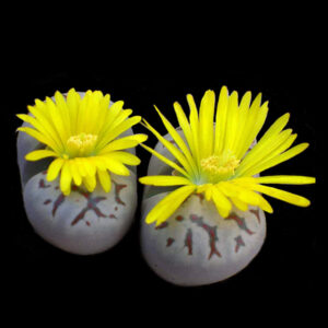 lithops dorotheae