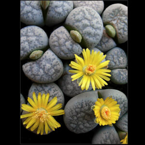 lithops francisci