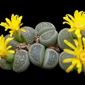 Lithops geyerii