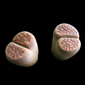 lithops hallii sp.
