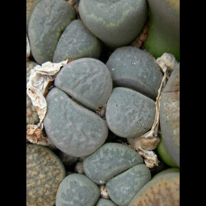 lithops herrei sp.