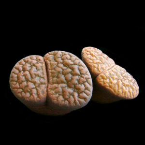 lithops hookerii sp.