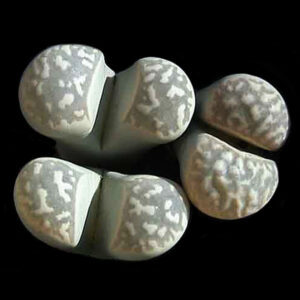 Lithops marmorata