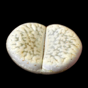 Lithops pseudotruncatella