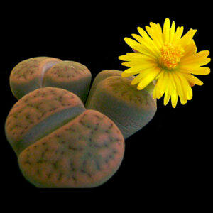 lithops schwantesii sp.