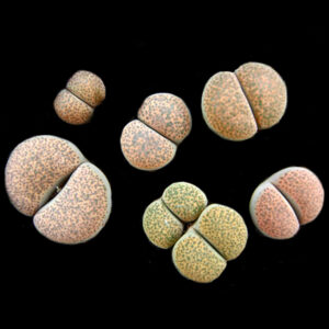 Lithops terricolor