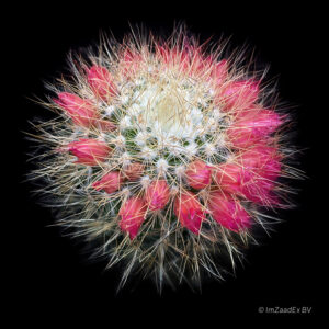 mammillaria rekoi subsp. leptacantha