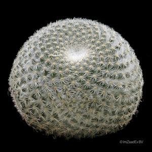 Mammillaria albilanata