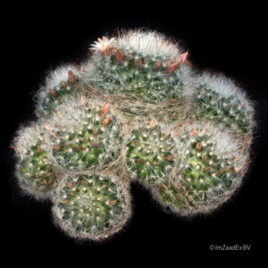 Mammillaria bocasana var. crema