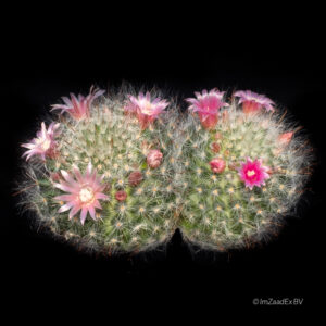 Mammillaria bocasana var. rosea