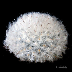Mammillaria bocasana var. splendens