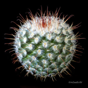 Mammillaria bombycina