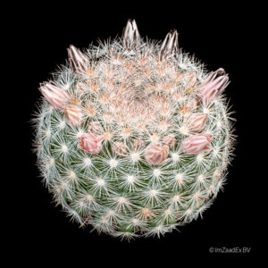 Mammillaria candida