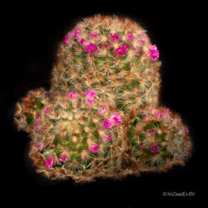 Mammillaria carmenae