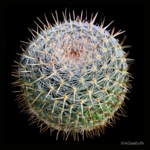 Mammillaria chionocephala