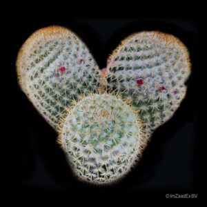 mammillaria columbiana rubra