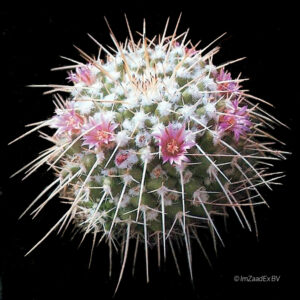 Mammillaria compressa