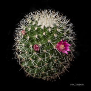 Mammillaria ernestii albispina rubriflora