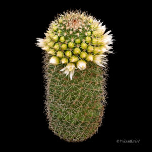 Mammillaria ernestii rubrispina albiflora