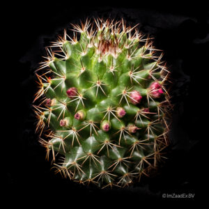 Mammillaria ernestii rubrispina rubriflora