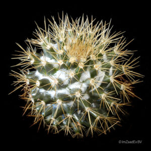 Mammillaria flavescens var. nivosa