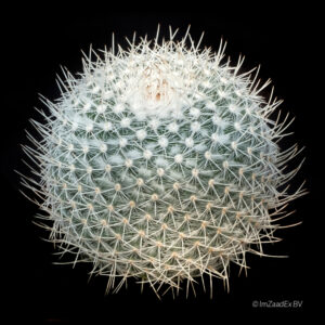 mammillaria geminispina