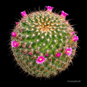 Mammillaria ginsa-maru