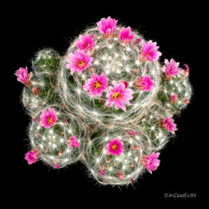 mammillaria glassii subsp. nominis dulcis