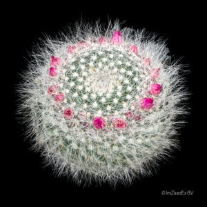 Mammillaria hahniana