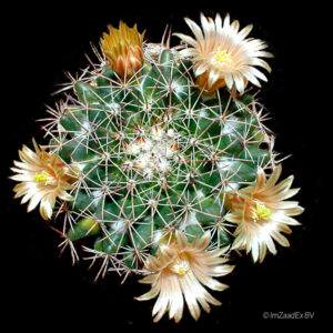 Mammillaria heyderi