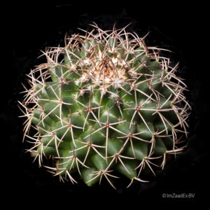 Mammillaria hidalguensis