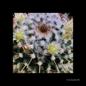 Mammillaria karwinskiana