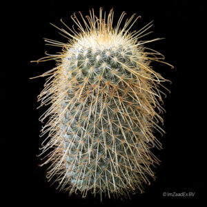 Mammillaria magnifica