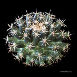 Mammillaria mammilaris