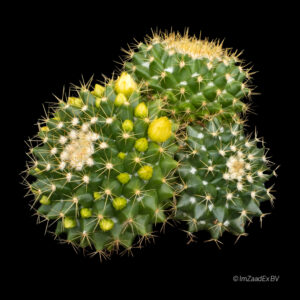 Mammillaria marksiana