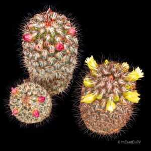 Mammillaria microheliopsis