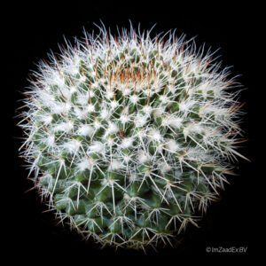 Mammillaria nejapensis