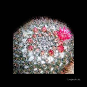 Mammillaria parkinsonii